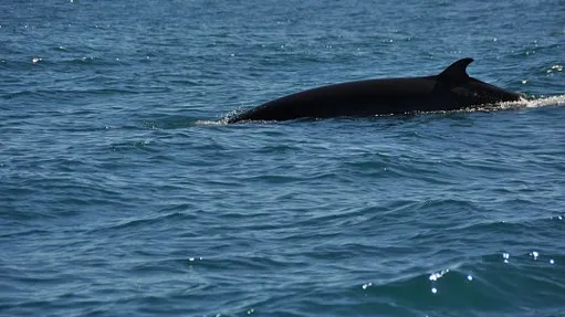 Rubrik_Wasser_Meere_c_pixabay_minke-whale-268242__340